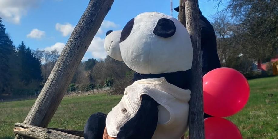 Panda Maciej (c) PMK Panda Maciej