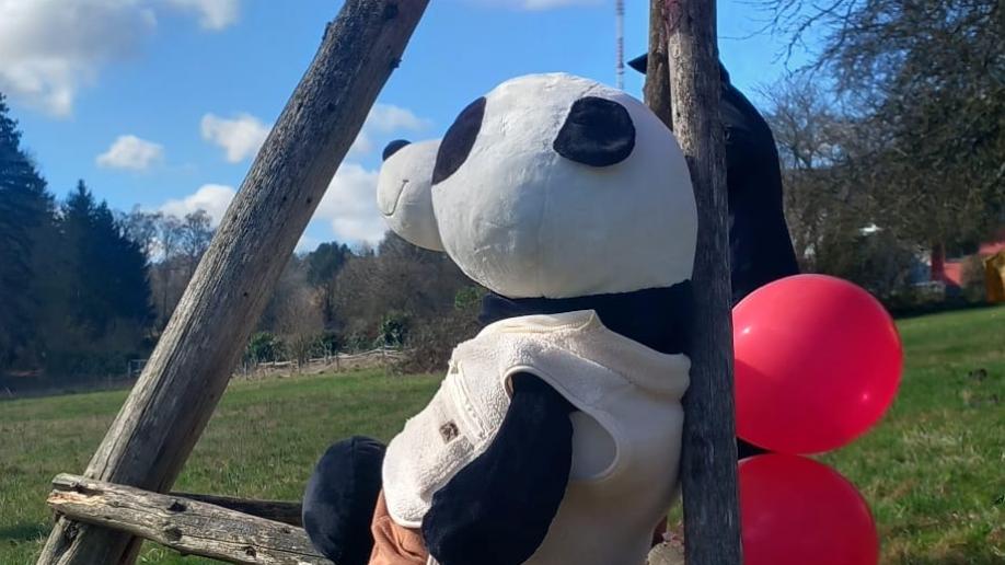 Panda Maciej